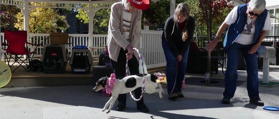 Trick Dog Shows Okotoks Alberta